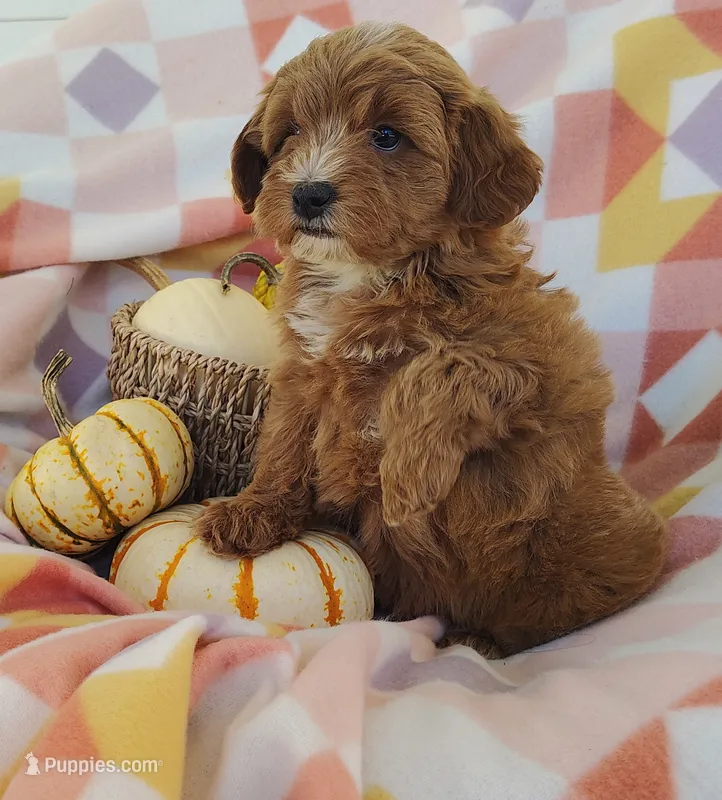 Sugar  – Yorkipoo puppy for sale in Fredericksburg, OH