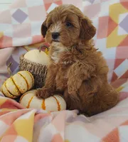 Sugar , a female Yorkipoo for sale in Fredericksburg, OH – 2 of 5