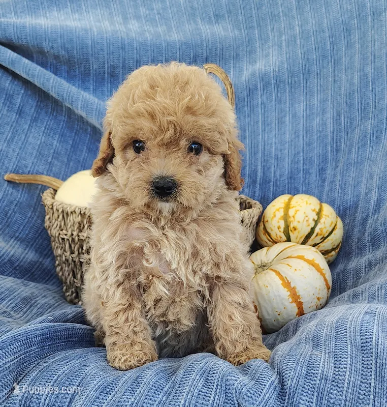 Snickers – Yorkipoo puppy for sale in Fredericksburg, OH