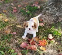 Tiny, a male Cavapoo for sale in Fredericksburg, OH – 6 of 7