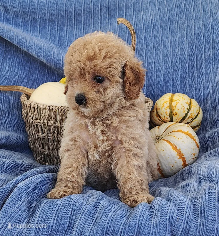 Snickers – Yorkipoo puppy for sale in Fredericksburg, OH