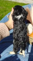 Trevor , a male Cavapoo for sale in Fredericksburg, OH – 6 of 6
