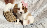 Teresa, a female Cavapoo for sale in Fredericksburg, OH – 4 of 5