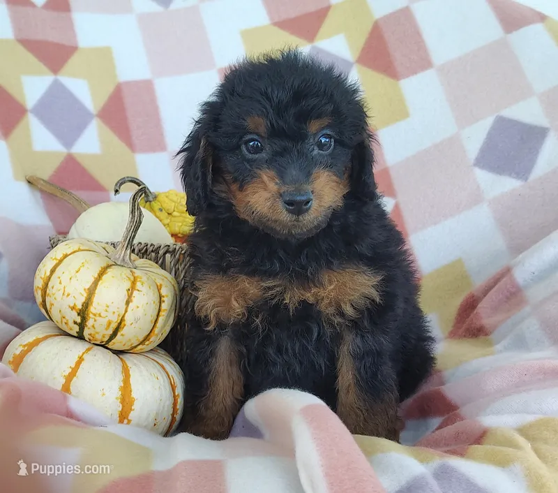 Sue – Yorkipoo puppy for sale in Fredericksburg, OH