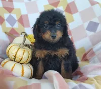 Sue, a female Yorkipoo for sale in Fredericksburg, OH – 1 of 5