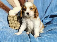 Toby, a male Cavapoo for sale in Fredericksburg, OH – 1 of 5