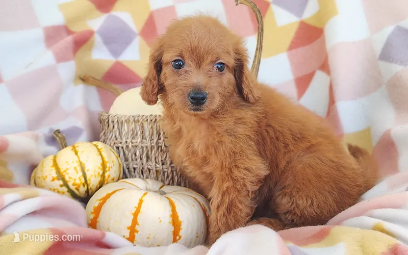 Stacy  – Yorkipoo puppy for sale in Fredericksburg, OH