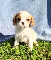 Tiny, a male Cavapoo for sale in Fredericksburg, OH – 2 of 7