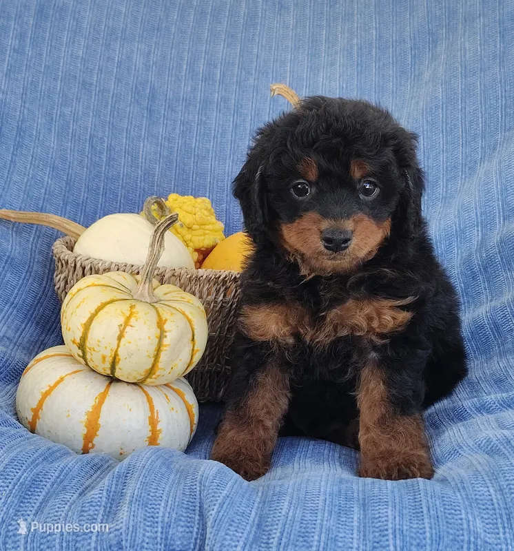 Smokey – Yorkipoo puppy for sale in Fredericksburg, OH