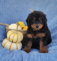 Smokey, a female Yorkipoo for sale in Fredericksburg, OH – 1 of 5
