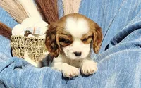 Toby, a male Cavapoo for sale in Fredericksburg, OH – 5 of 5