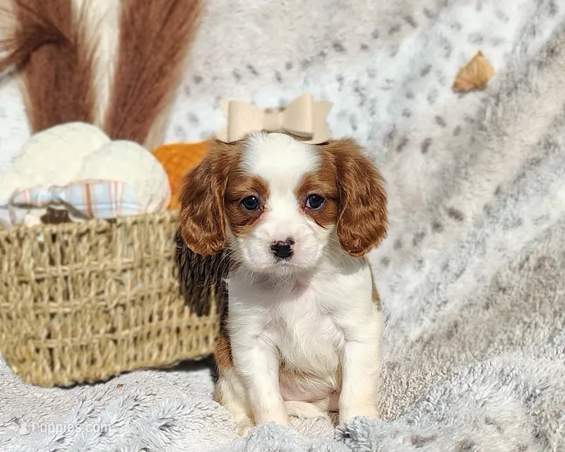Tulip  – Cavapoo puppy for sale in Fredericksburg, OH