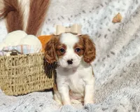 Tulip , a female Cavapoo for sale in Fredericksburg, OH – 1 of 6