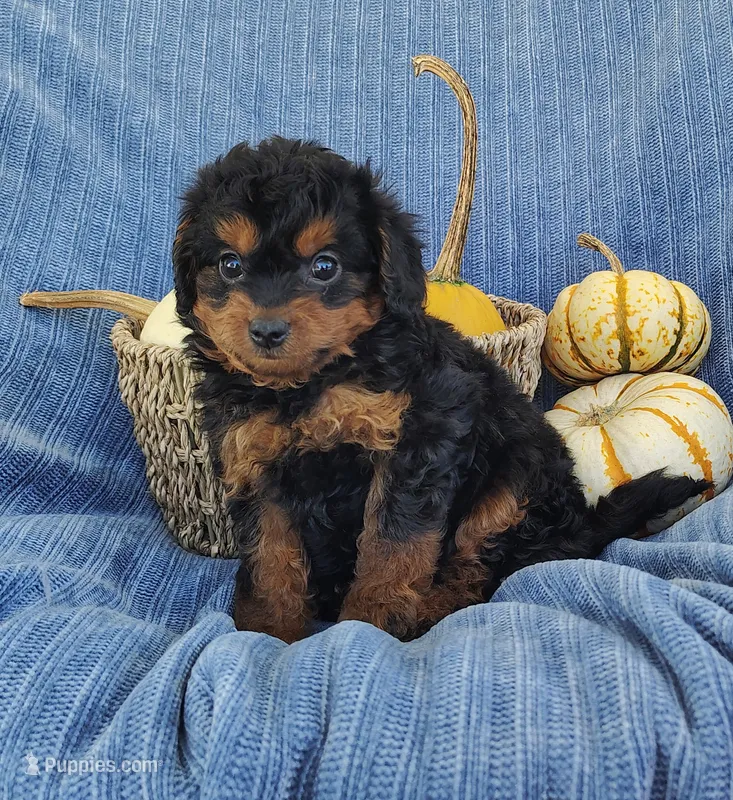Snoopy – Yorkipoo puppy for sale in Fredericksburg, OH