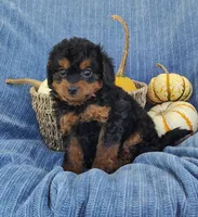 Snoopy, a female Yorkipoo for sale in Fredericksburg, OH – 1 of 4