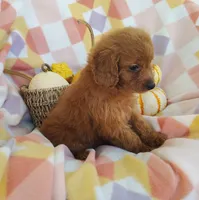 Stacy , a female Yorkipoo for sale in Fredericksburg, OH – 4 of 5
