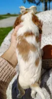 Twinkle , a female Cavapoo for sale in Fredericksburg, OH – 6 of 6