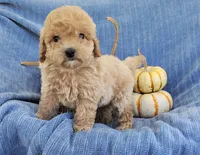 Snickers, a female Yorkipoo for sale in Fredericksburg, OH – 4 of 4