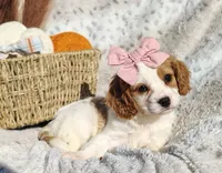 Teresa, a female Cavapoo for sale in Fredericksburg, OH – 2 of 5