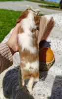 Tulip , a female Cavapoo for sale in Fredericksburg, OH – 6 of 6