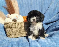 Trevor , a male Cavapoo for sale in Fredericksburg, OH – 1 of 6