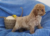 Snickers, a female Yorkipoo for sale in Fredericksburg, OH – 3 of 4