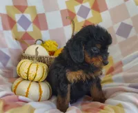 Sue, a female Yorkipoo for sale in Fredericksburg, OH – 2 of 5