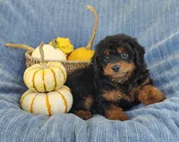 Smokey, a female Yorkipoo for sale in Fredericksburg, OH – 2 of 5