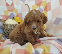 Sugar , a female Yorkipoo for sale in Fredericksburg, OH – 4 of 5