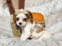 Twinkle , a female Cavapoo for sale in Fredericksburg, OH – 5 of 6
