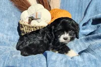 Trevor , a male Cavapoo for sale in Fredericksburg, OH – 3 of 6