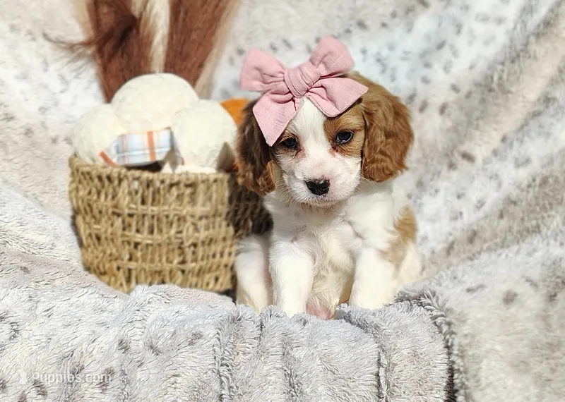 Teresa – Cavapoo puppy for sale in Fredericksburg, OH