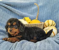 Snoopy, a female Yorkipoo for sale in Fredericksburg, OH – 4 of 4