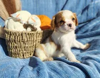 Tiny, a male Cavapoo for sale in Fredericksburg, OH – 3 of 7
