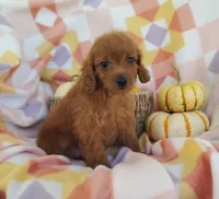 Stacy , a female Yorkipoo for sale in Fredericksburg, OH – 3 of 5
