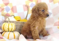 Stacy , a female Yorkipoo for sale in Fredericksburg, OH – 2 of 5