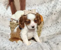 Tulip , a female Cavapoo for sale in Fredericksburg, OH – 3 of 6
