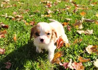 Tiny, a male Cavapoo for sale in Fredericksburg, OH – 5 of 7