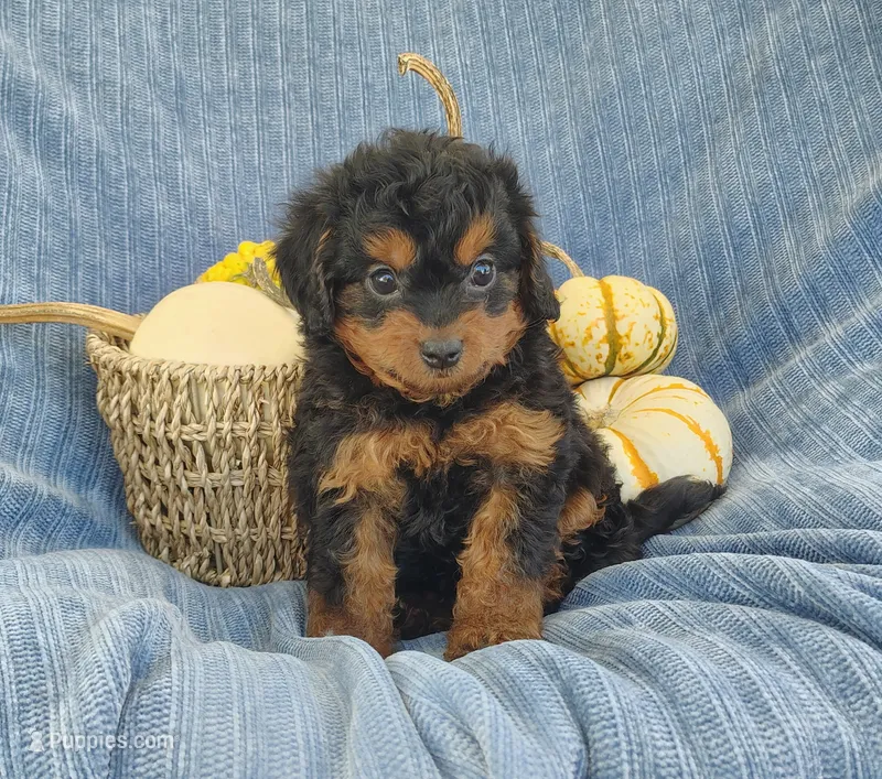 Snoopy – Yorkipoo puppy for sale in Fredericksburg, OH