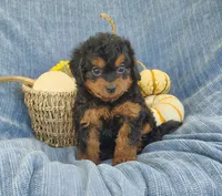 Snoopy, a female Yorkipoo for sale in Fredericksburg, OH – 2 of 4