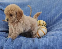 Snickers, a female Yorkipoo for sale in Fredericksburg, OH – 2 of 4