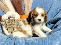 Toby, a male Cavapoo for sale in Fredericksburg, OH – 3 of 5
