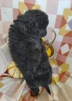 Sue, a female Yorkipoo for sale in Fredericksburg, OH – 5 of 5