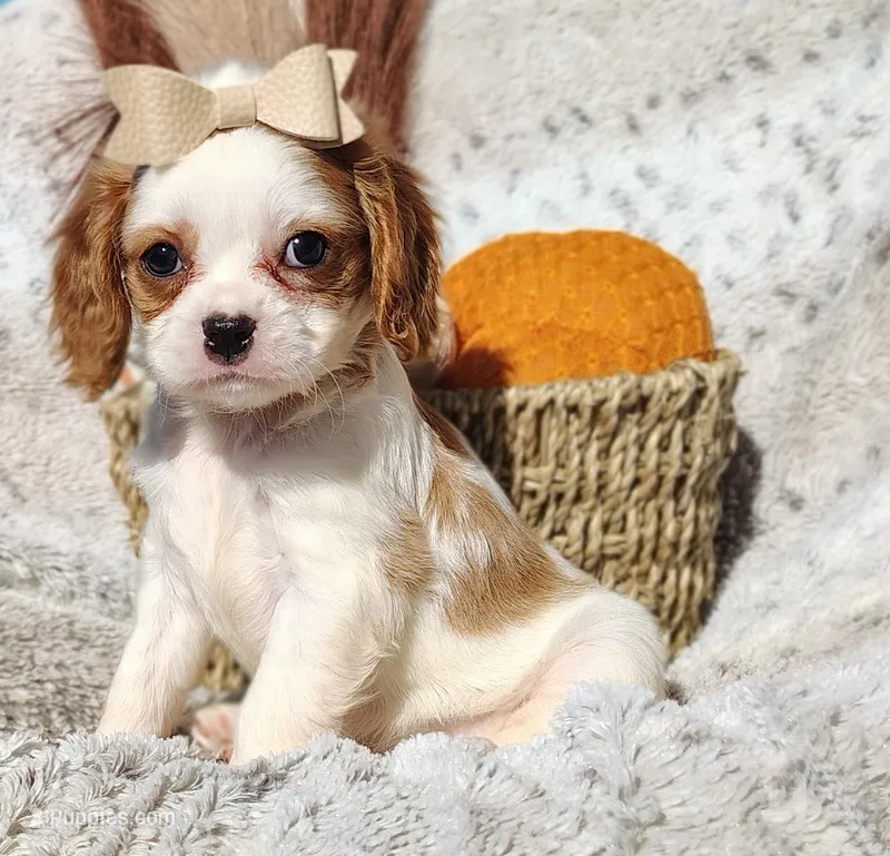 Twinkle  – Cavapoo puppy for sale in Fredericksburg, OH