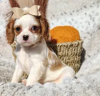 Twinkle , a female Cavapoo for sale in Fredericksburg, OH – 1 of 6