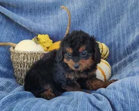 Snoopy, a female Yorkipoo for sale in Fredericksburg, OH – 3 of 4