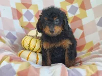Sue, a female Yorkipoo for sale in Fredericksburg, OH – 4 of 5