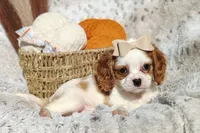Twinkle , a female Cavapoo for sale in Fredericksburg, OH – 2 of 6