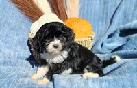 Trevor , a male Cavapoo for sale in Fredericksburg, OH – 4 of 6