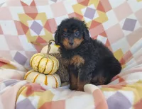 Sue, a female Yorkipoo for sale in Fredericksburg, OH – 3 of 5